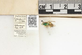 Media type: image;   Entomology 794158 Aspect: Labels
